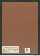 Syringidium eximum Grun. (de-Toni-Nr.: Genus 152, Species 4203) Zeichnungen Sammlung Grunow Mappe 04203 (Herbarium_W_Grunow_drawings_Folder_04203)